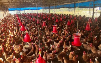 बर्डफ्लुका कारण साढे पाँच लाख कुखुरा नष्ट, पीडित किसानलाई ४२ करोड राहत